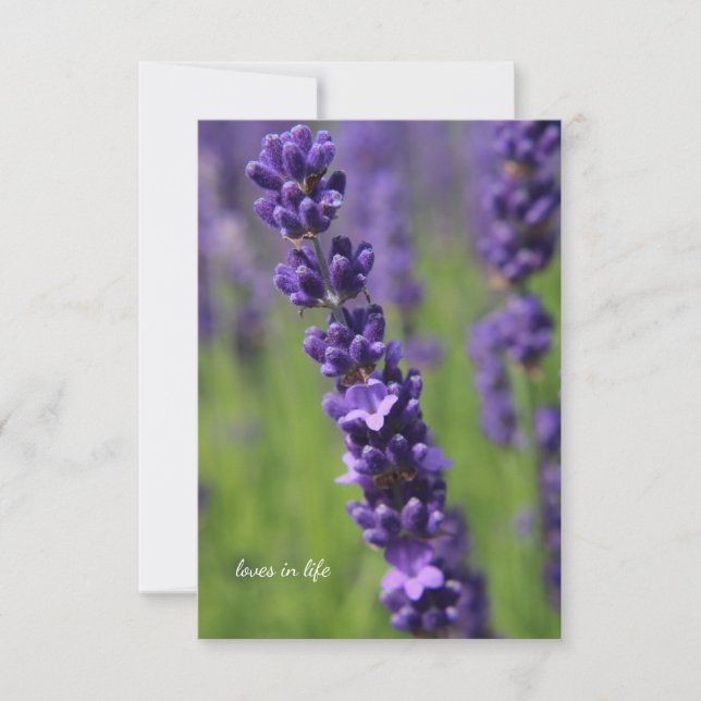 Single Lavender Stem Mitteilungskarte (Vorderseite)