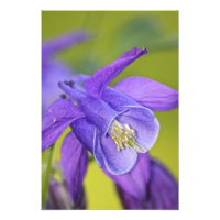 Single Lila Columbine Blume