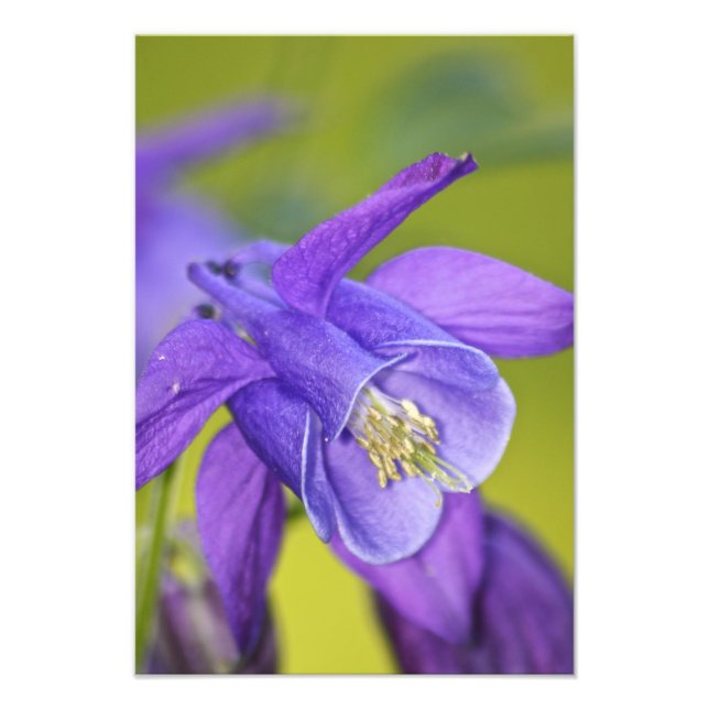 Single Lila Columbine Blume Fotodruck (Vorne)