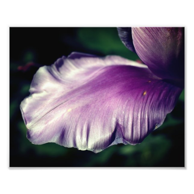 Single Lila Tulip Blume Petal Nah bis 8x10 Fotodruck (Vorne)