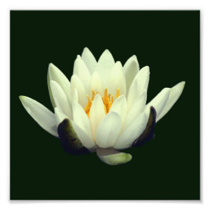 Single Lotus Blossom 8x8 Fotodruck