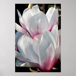 Single Magnolia Blume Poster