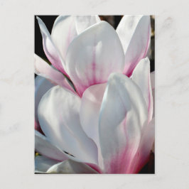 Single Magnolia Blume Postkarte