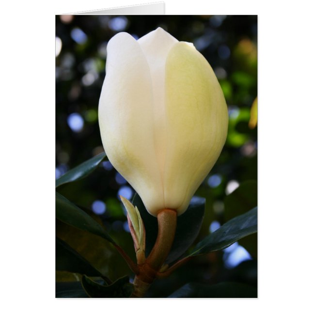 Single Magnolia Bud (Vorne)