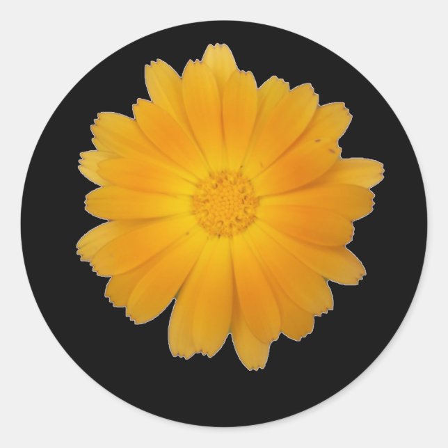 Single Marigold Blumenkopf auf schwarzem Hintergru Runder Aufkleber (Vorderseite)