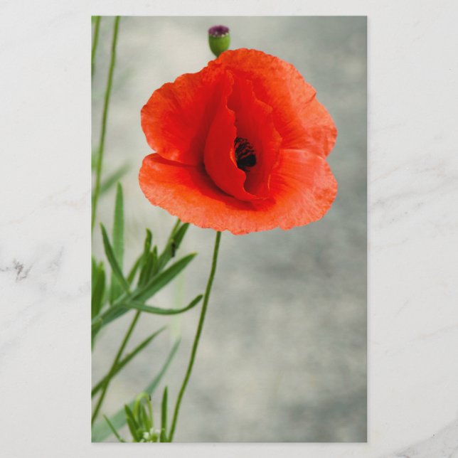Single Mohn Blume Foto Flyer (Vorne)