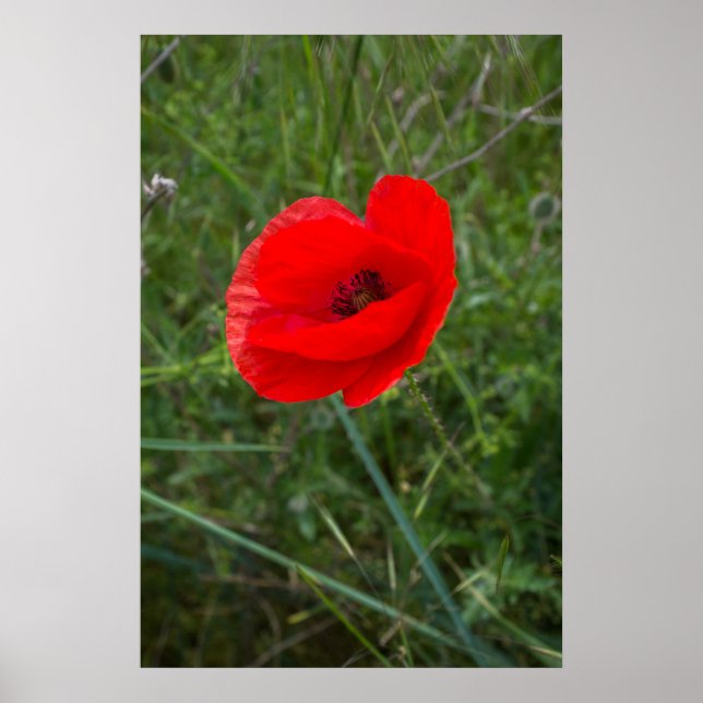 Single Mohn Blume Foto Poster (Vorne)