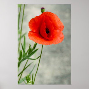 Single Mohn Blume Foto Poster