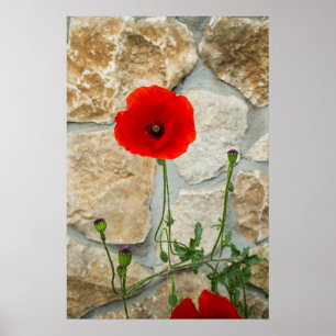 Single Mohn Blume und eine Steinmauer dahinter Poster