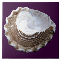 Single-Muschelfliese