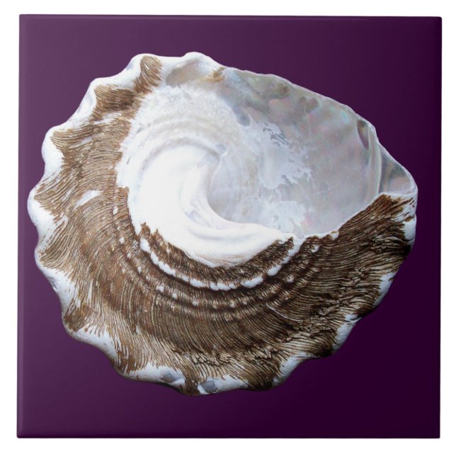 Single-Muschelfliese Fliese (Vorderseite)