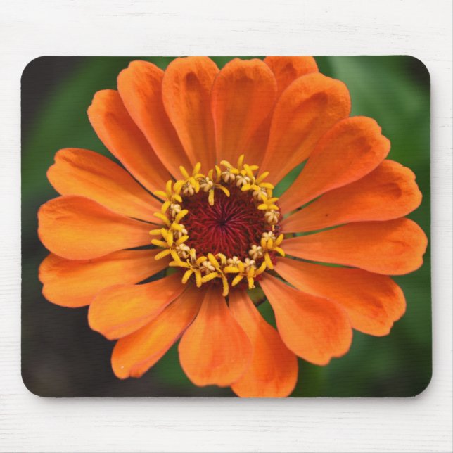 Single Orange Blume Mousepad (Vorne)