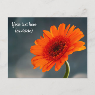 Single Orange Gerbera Postcard Postkarte