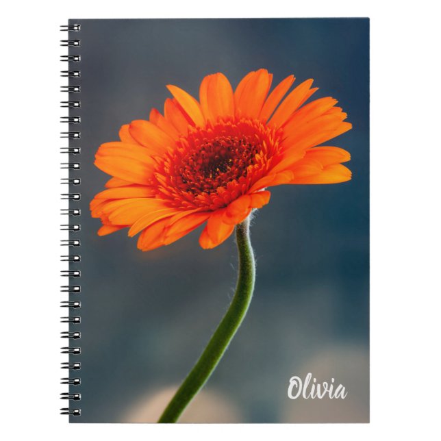 Single Orange Gerbera Spiral Notebook Notizblock (Vorderseite)