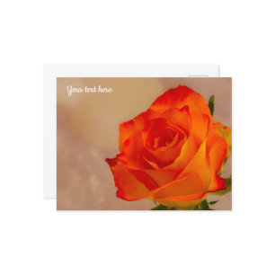 Single Orange Rose Postkarte
