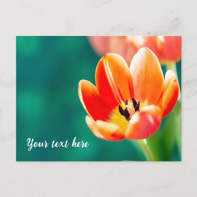 Single Orange Tulip Postcard Postkarte (Vorderseite)