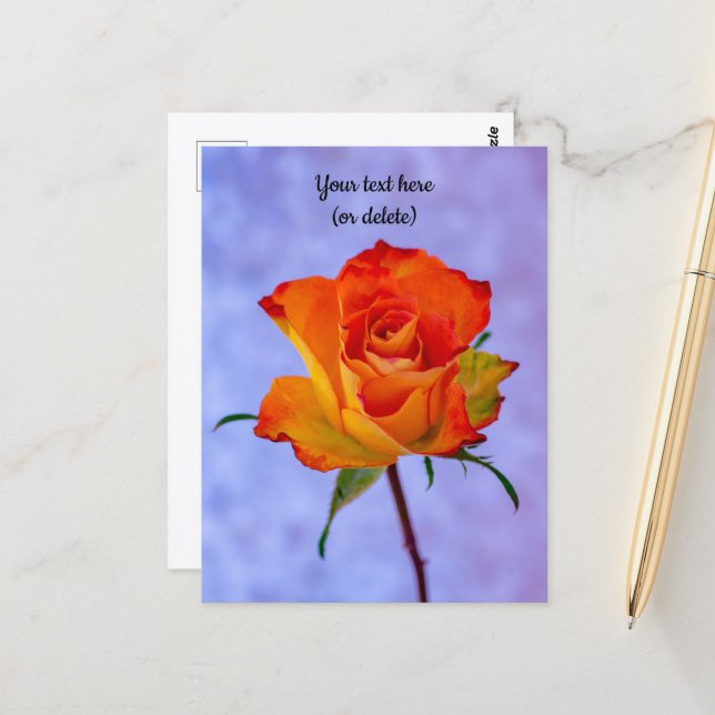 Single Orange und Gelb Rose Postkarte (Vorderseite/Rückseite Beispiel)