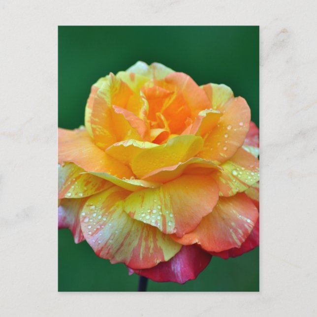 Single Orangentee Rose Postkarte (Vorderseite)