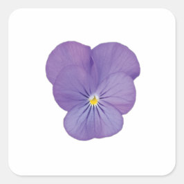 Single Pansy Blume Aufkleber