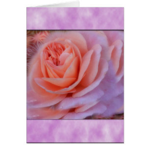 Single Peach Rose