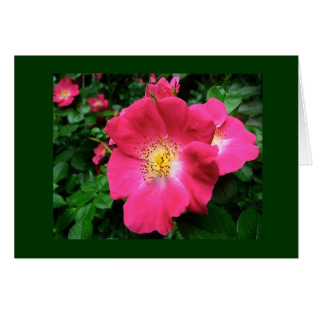 Single Petal Rose Blank Card (Vorderseite (Horizontal))