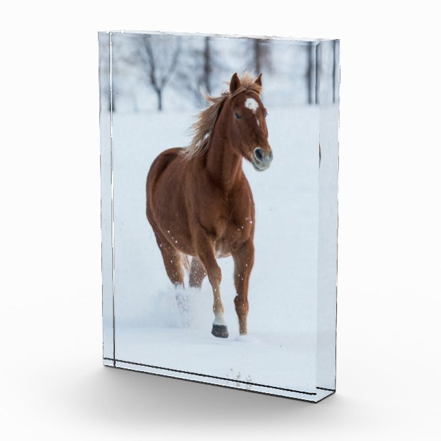 Single Pferd läuft im Schnee Fotoblock (Rechts)