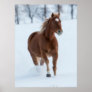 Single Pferd läuft im Schnee Poster