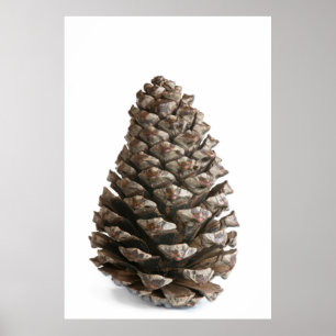 Single pinecon poster