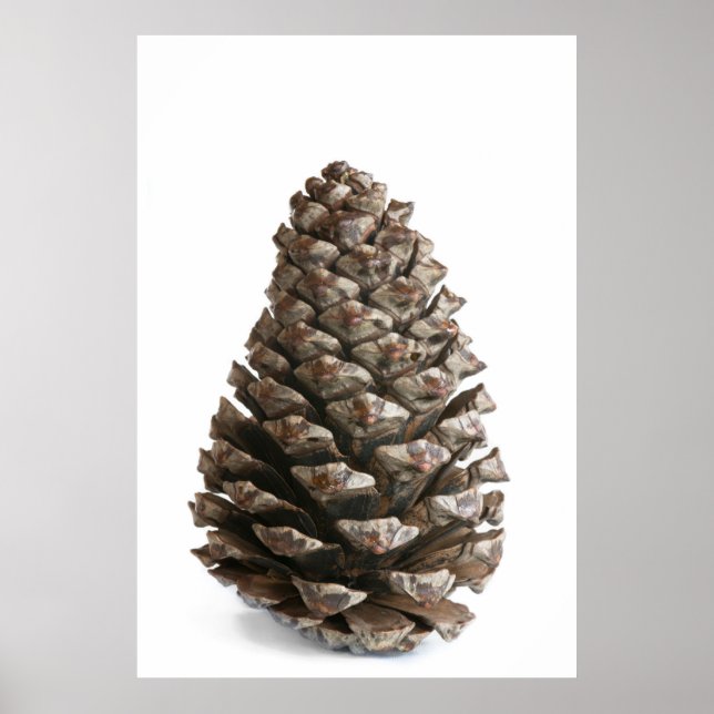 Single pinecon poster (Vorne)