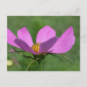 Single Pink Cosmos Blume Postkarte