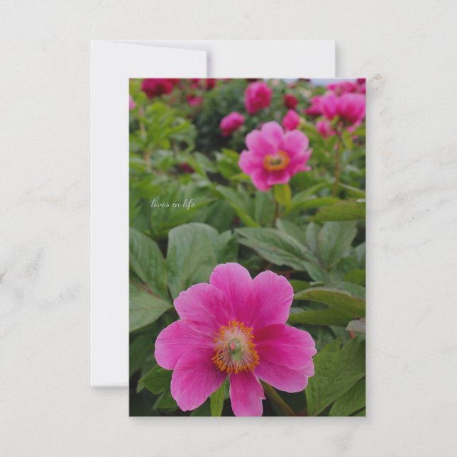 Single Pink Peonies Mitteilungskarte (Vorderseite)