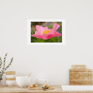 Single Pink Poppy Foto Nah-up Poster