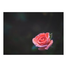 Single Pink Rose with Dew
