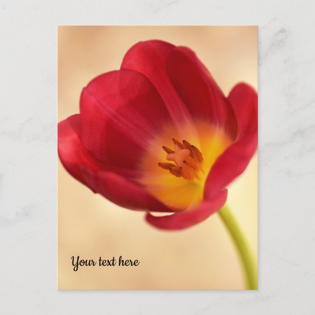Single Pink Tulip Postkarte (Vorderseite)