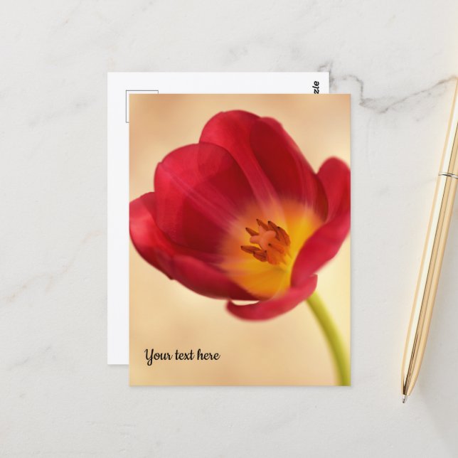 Single Pink Tulip Postkarte (Vorderseite/Rückseite Beispiel)