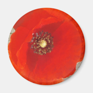 Single Poppy Magnet