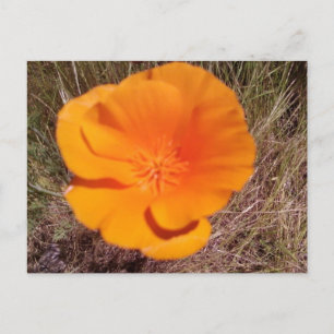 Single Poppy Postkarte