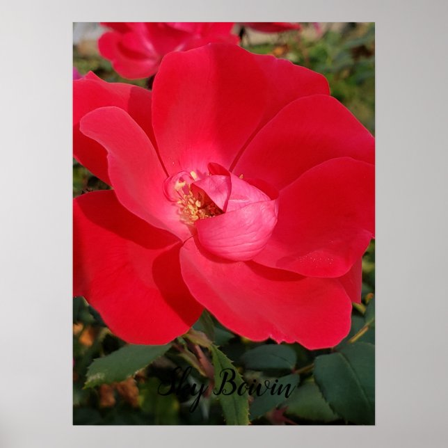 Single Poster (Vorne)