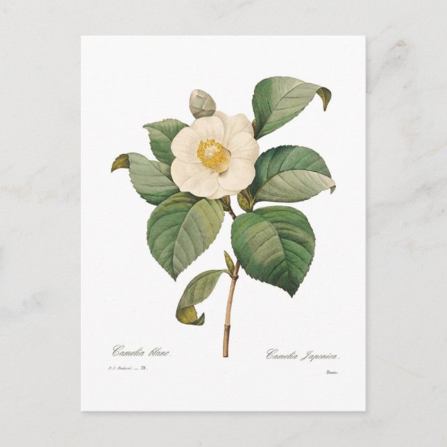 Single Postkarte (Vorderseite)