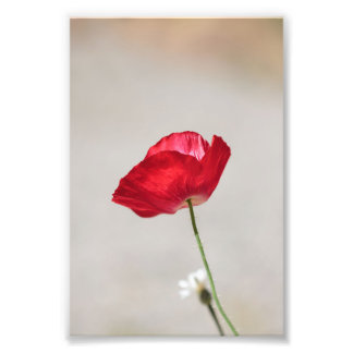 Single Red Poppy Blume im Sommer Fotodruck