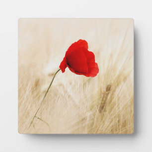 Single Red Poppy in a Grassy Field Fotoplatte