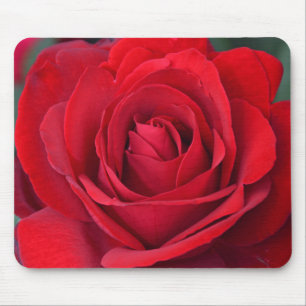 Single Red Rose in full Bloom Mousepad