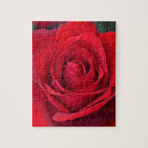 Single Red Rose in full Bloom Puzzle