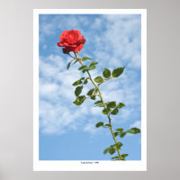 Single Red Rose