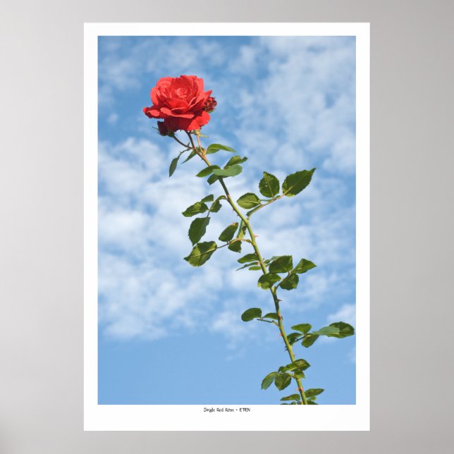 Single Red Rose Poster (Vorne)