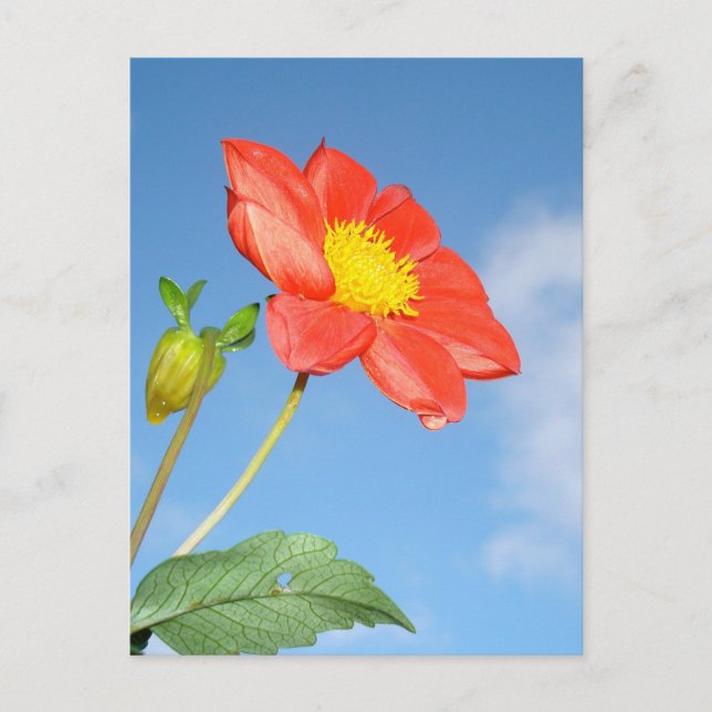 Single Red Strawberry Blossom Flower Postkarte (Vorderseite)