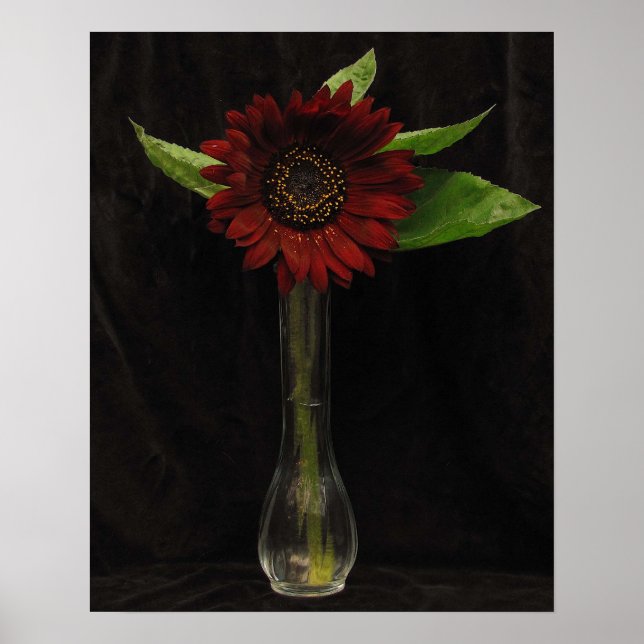 Single Red Sunflower Poster (Vorne)
