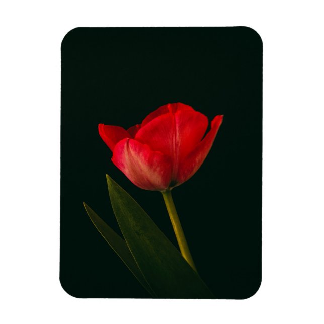 Single Red Tulip Magnet (Vertikal)