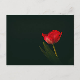 Single Red Tulip Postkarte