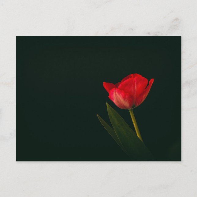 Single Red Tulip Postkarte (Vorderseite)